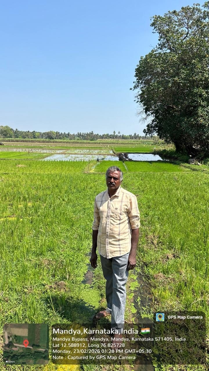 Study on Organic Paddy Cultivation Practices and Challenges Faced by a Paddy Farmer in Mandya