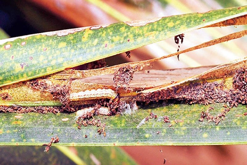 Field Assessment and Sustainable Management of CBHC Infestation in Coconut Plantation