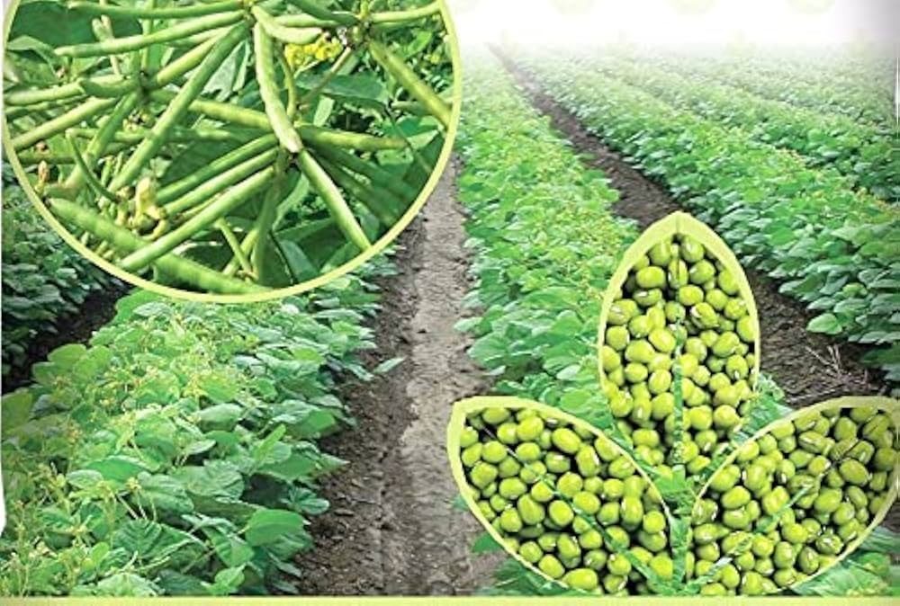 Strategic Farm Analysis of Green Gram Cultivation under Rainfed Conditions