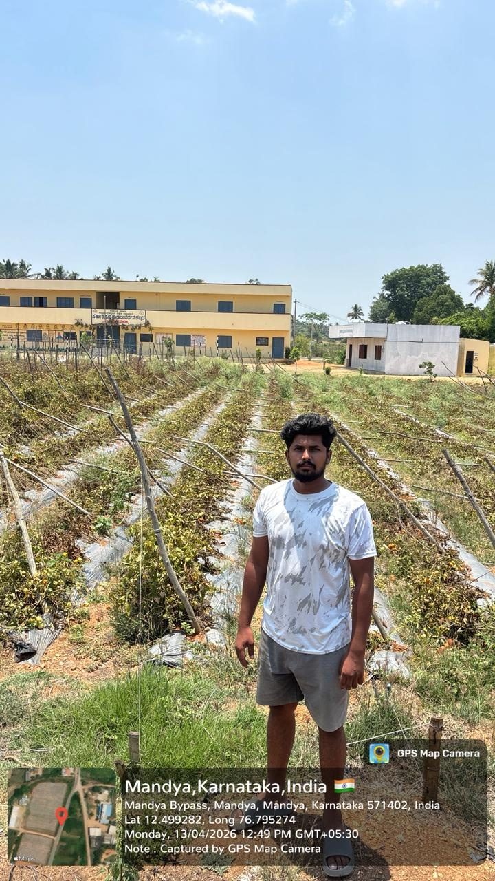 Field Assessment Report on Commercial Tomato Cultivation and Farming Practices