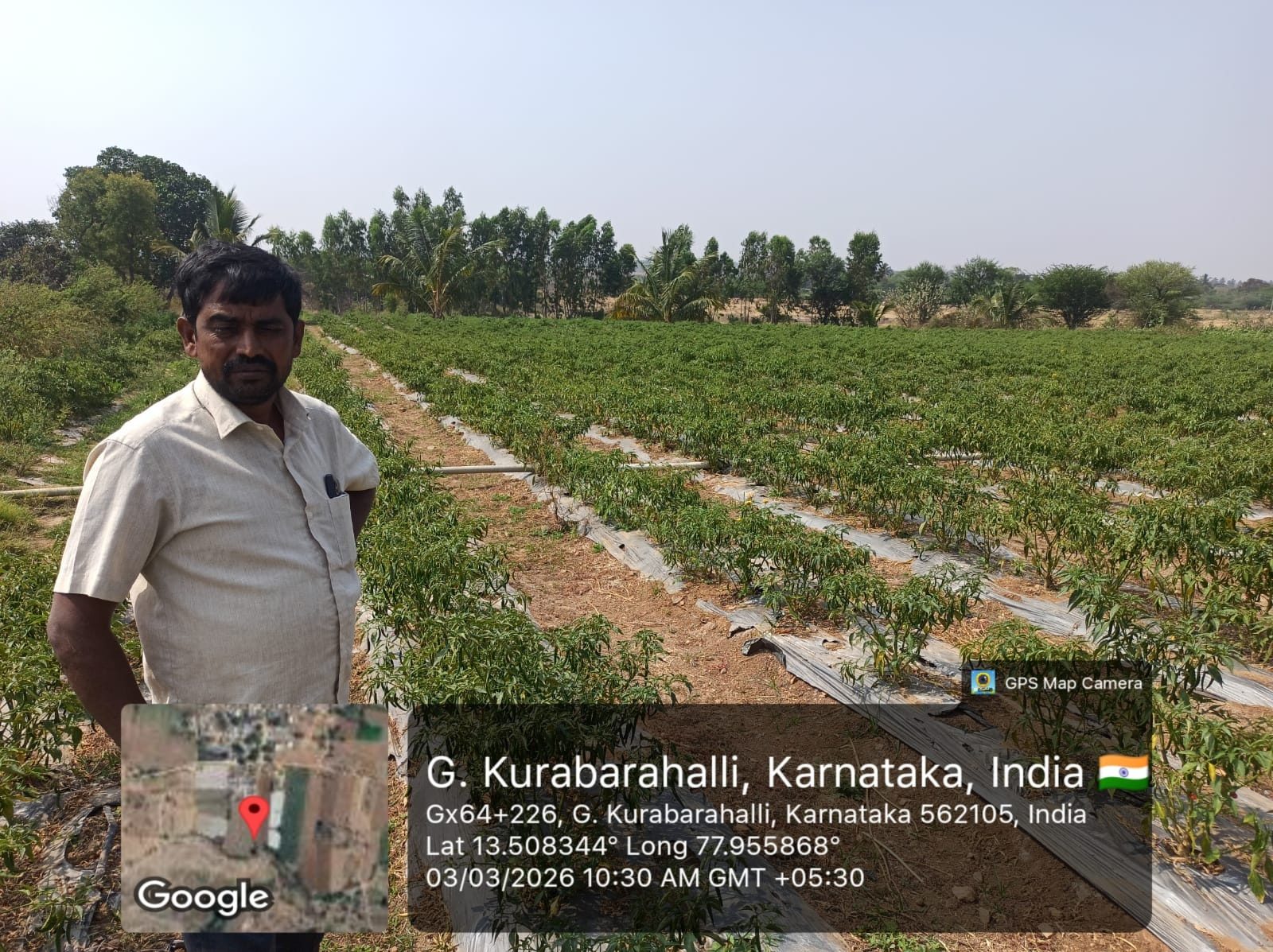 A Chikkaballapur Chilli Farmer's Journey Towards Sustainable Horticulture