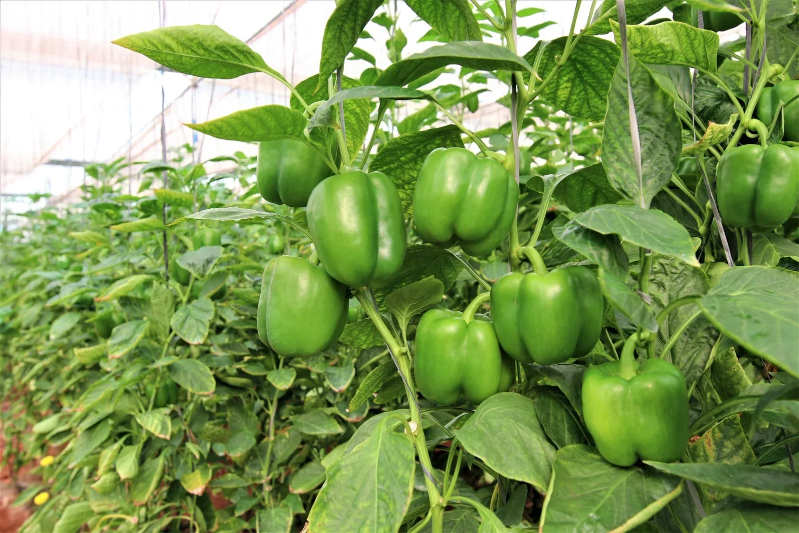 Vegetables (protected)