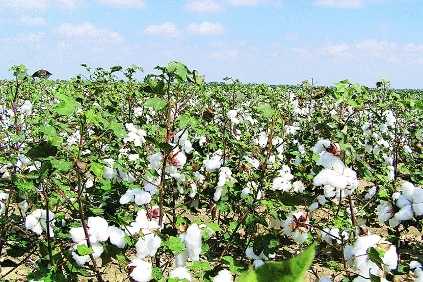 Cotton (rainfed+drip)