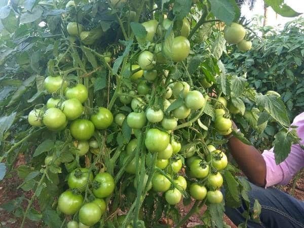 Tomato