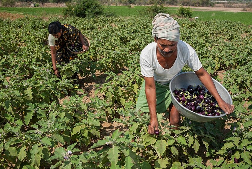 Brinjal