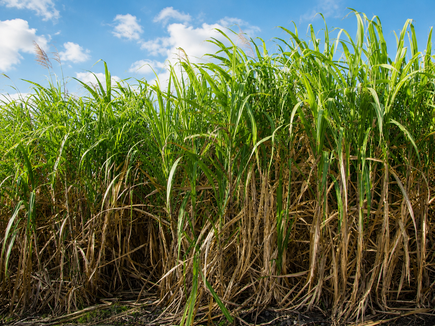 Sugarcane