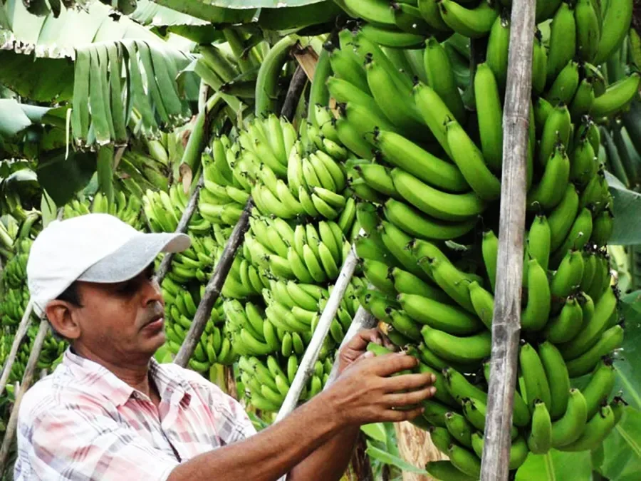 Banana
