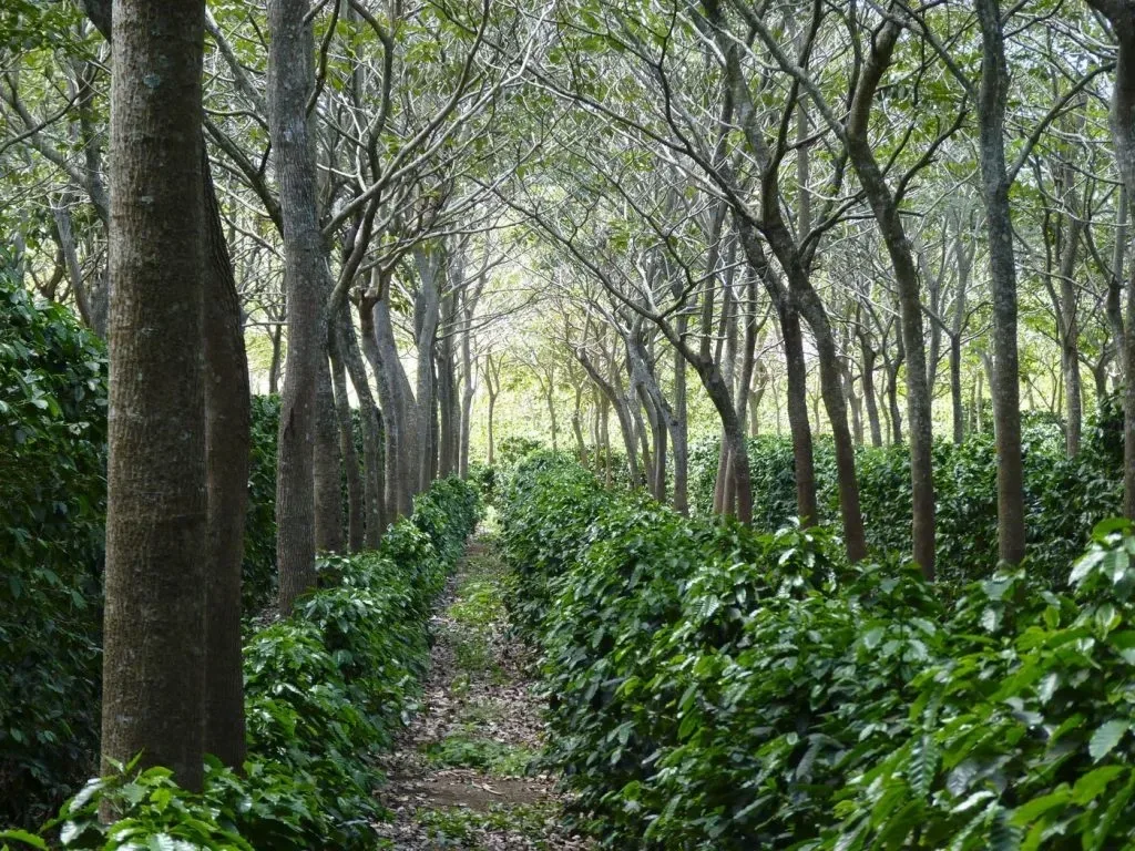 Agroforestry