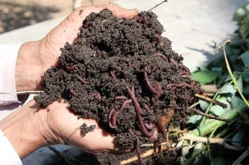 Composted Crops