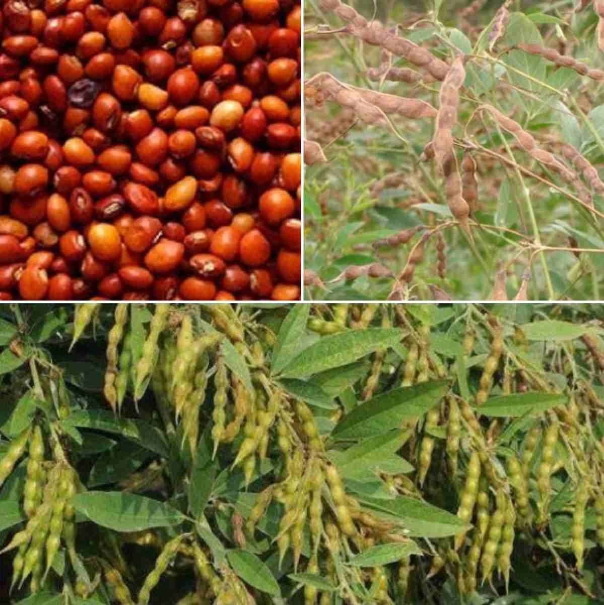 Pulses (Tur, Gram)