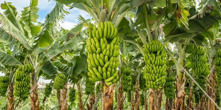 Banana