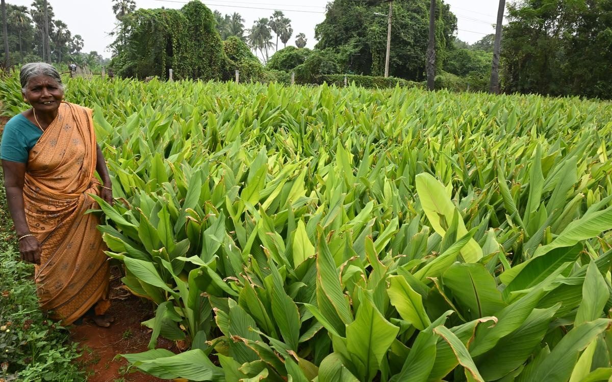 Turmeric (agrivoltaic)