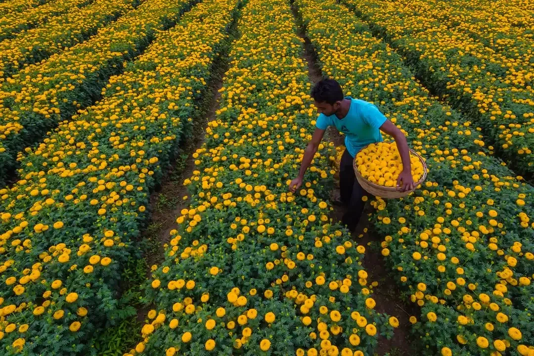 Floriculture