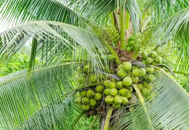 Coconut