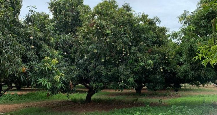 Mango Orchards