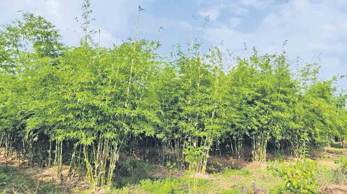 Bamboo