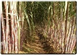 Sugarcane (C4)