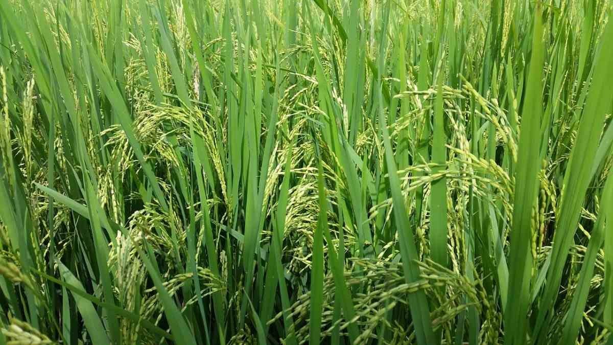 Rice