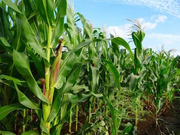 Maize (C4)