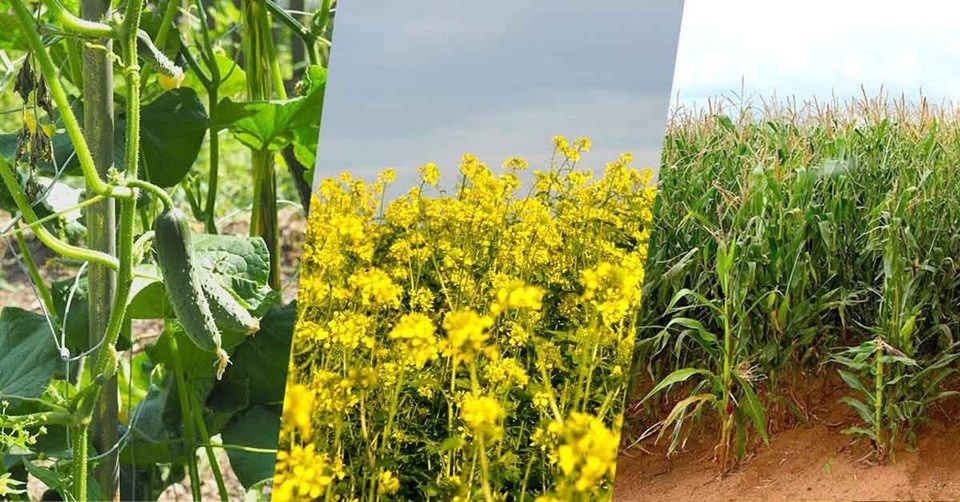 Smart Precision Agriculture Lab