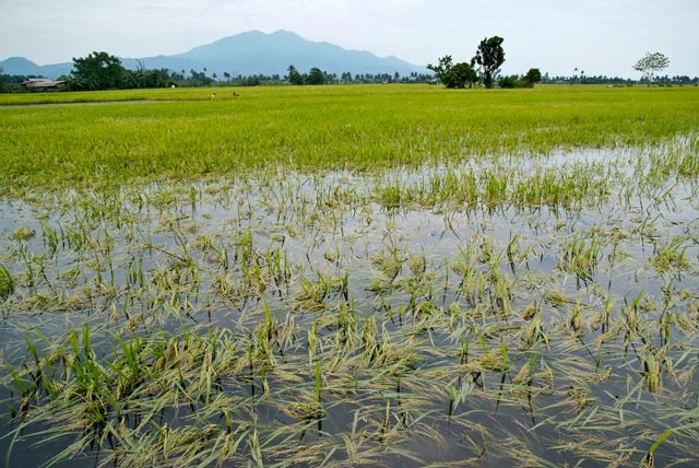 Submergence on Rice
