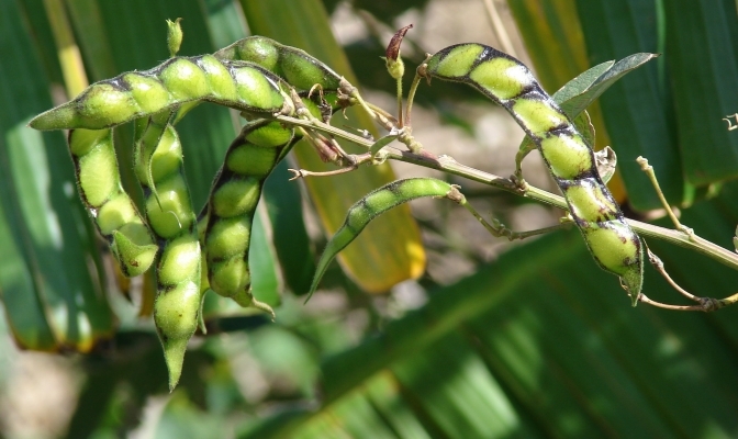 Pigeon Pea