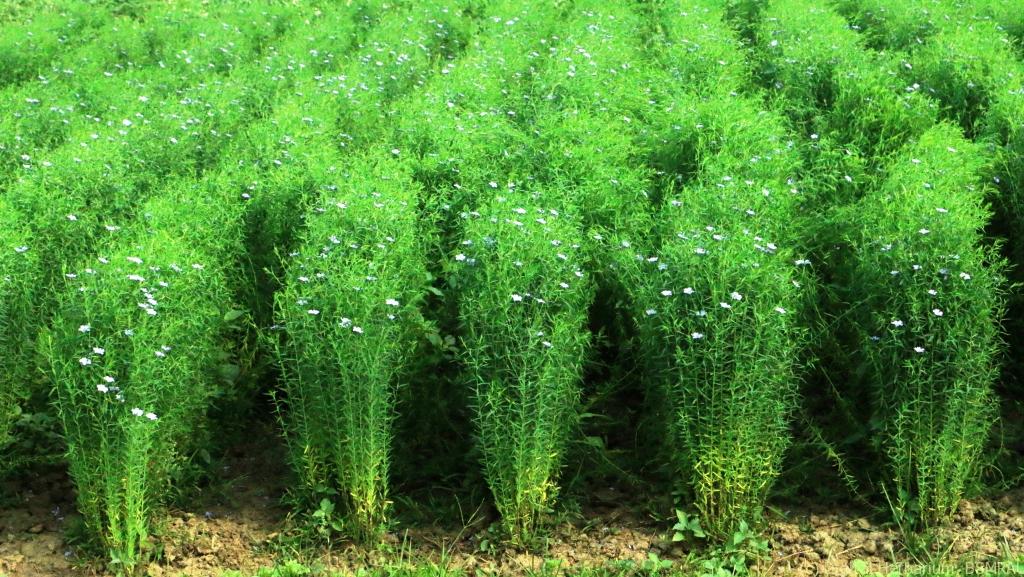 Linseed