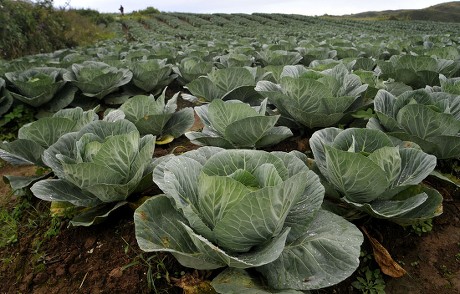 Cabbage