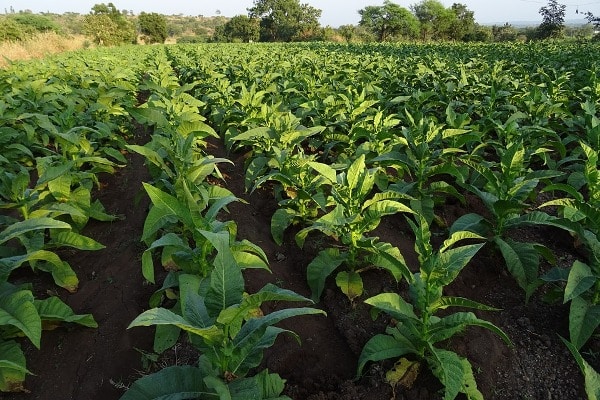 Tobacco