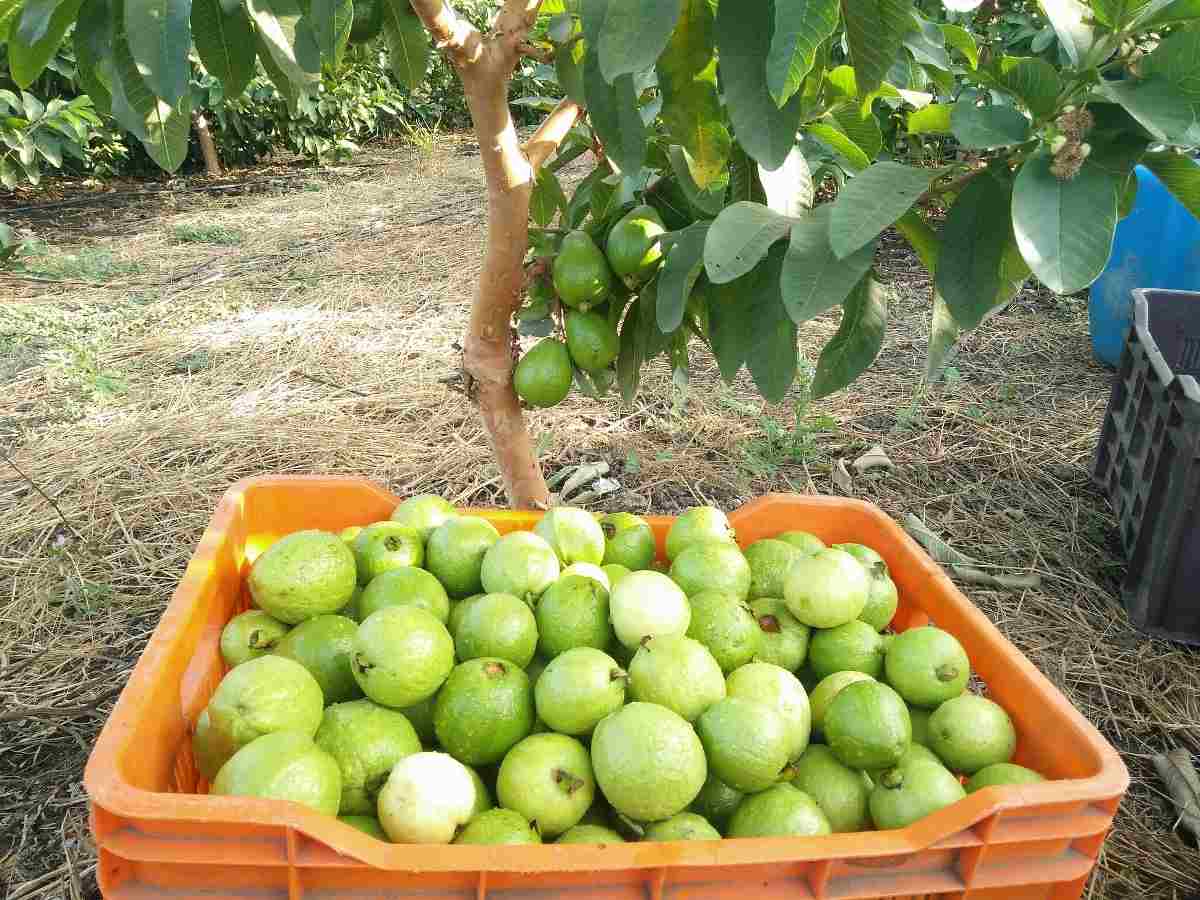 Guava