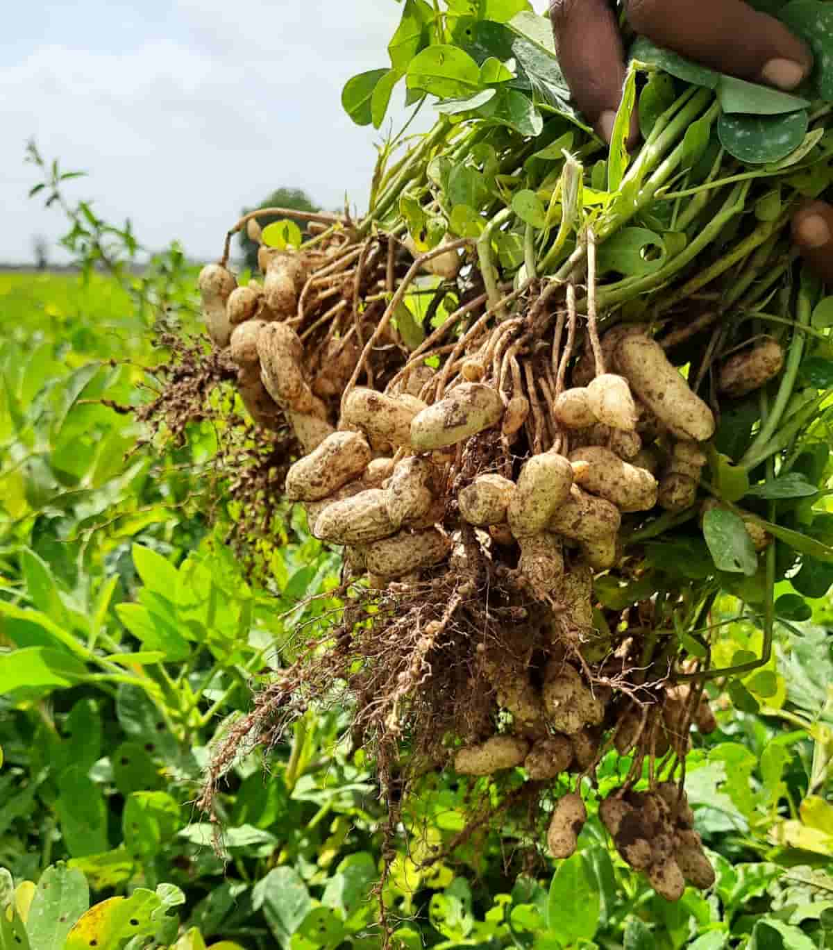 Groundnut