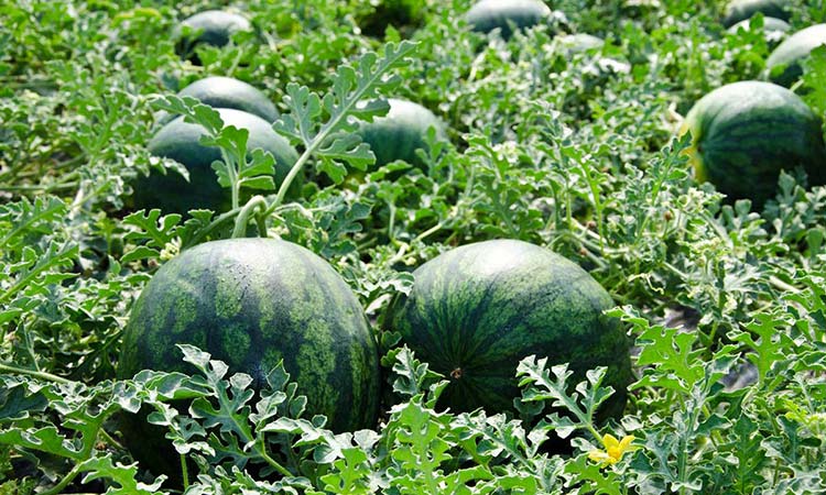 Watermelon