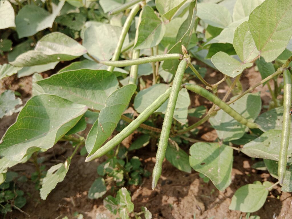 Mung Bean