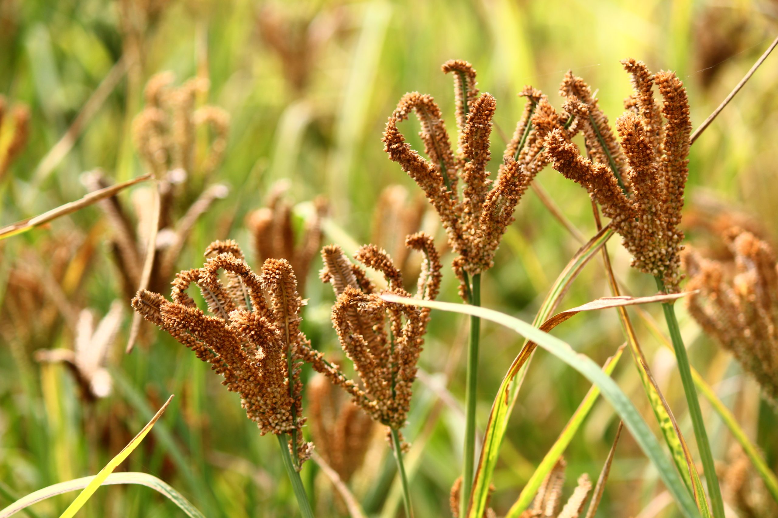 Ragi