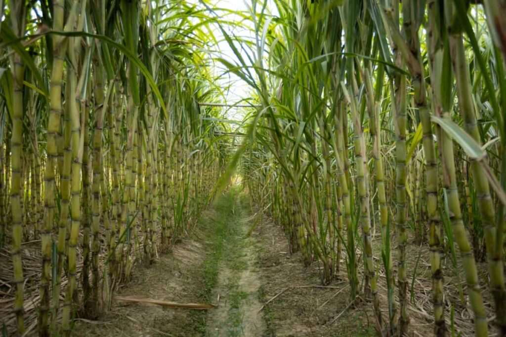 Sugarcane
