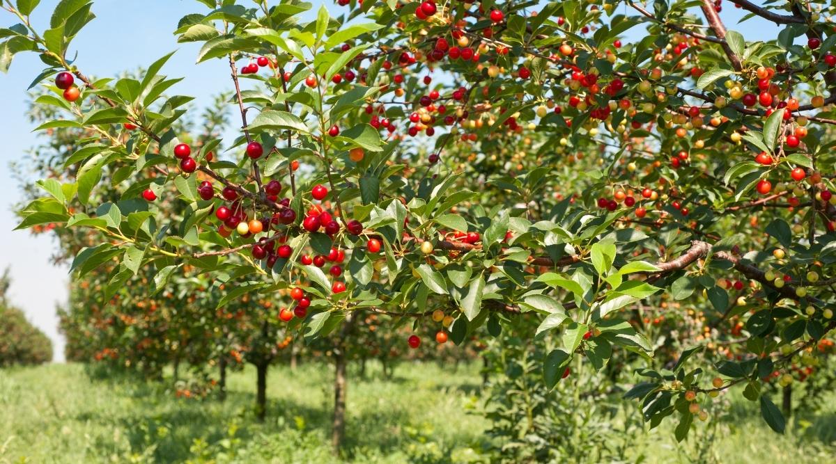 Cherry