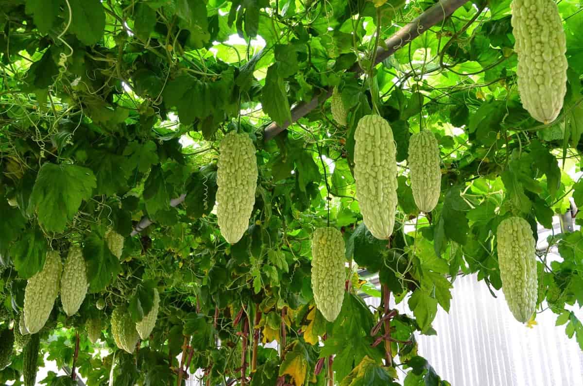 Bitter Gourd