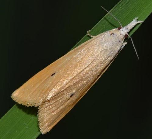 Yellow Stem Borer on Rice