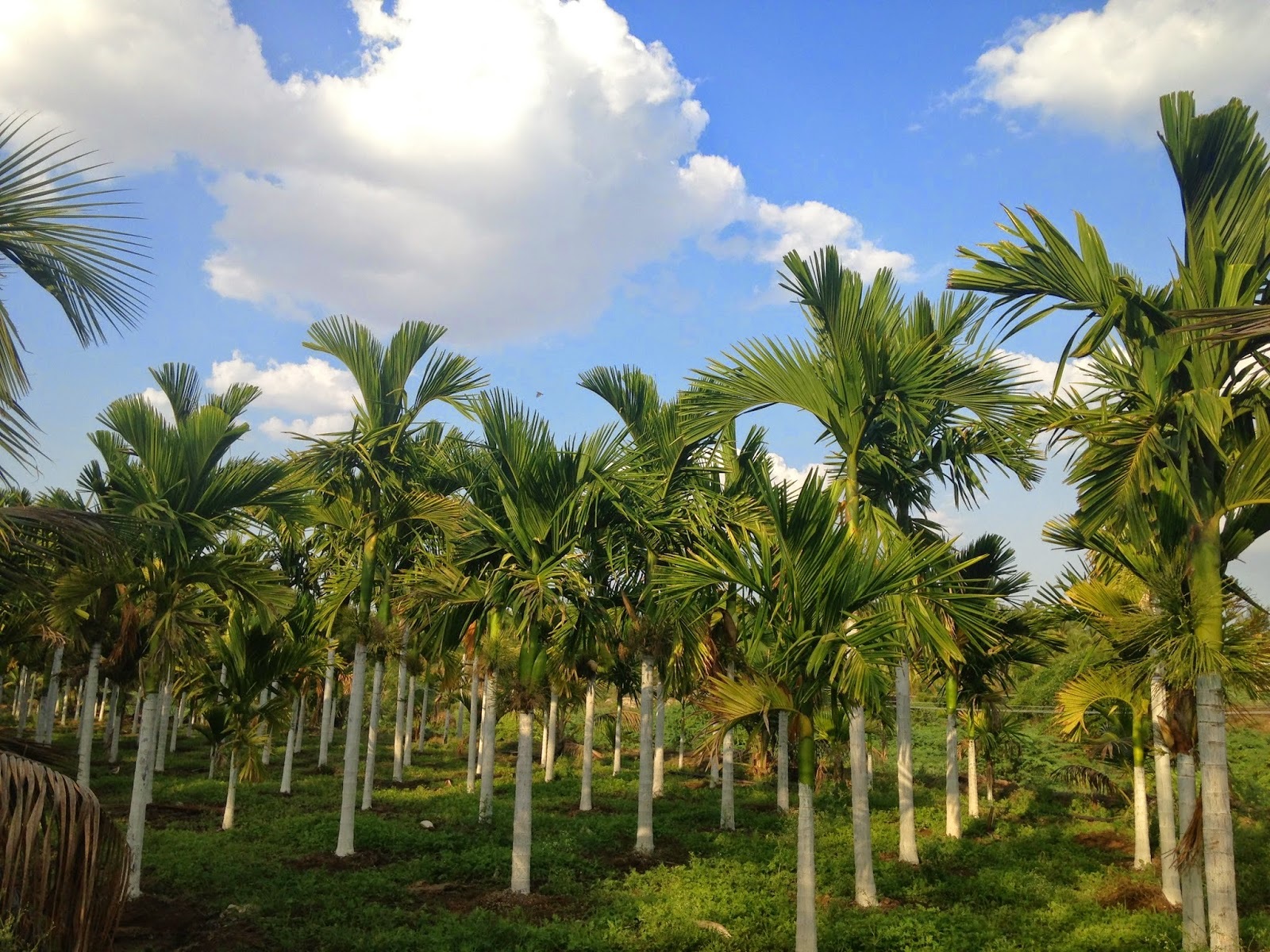 Areca