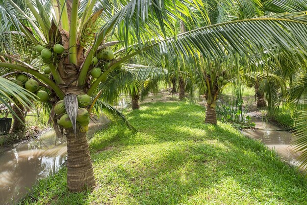 Coconut