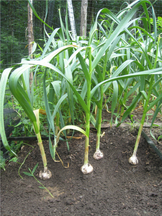 Garlic