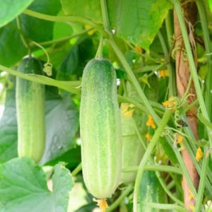 Cucumber