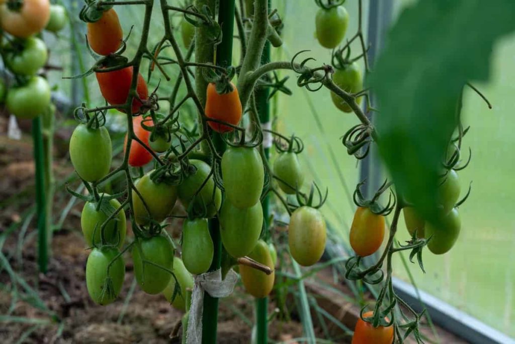 Tomato