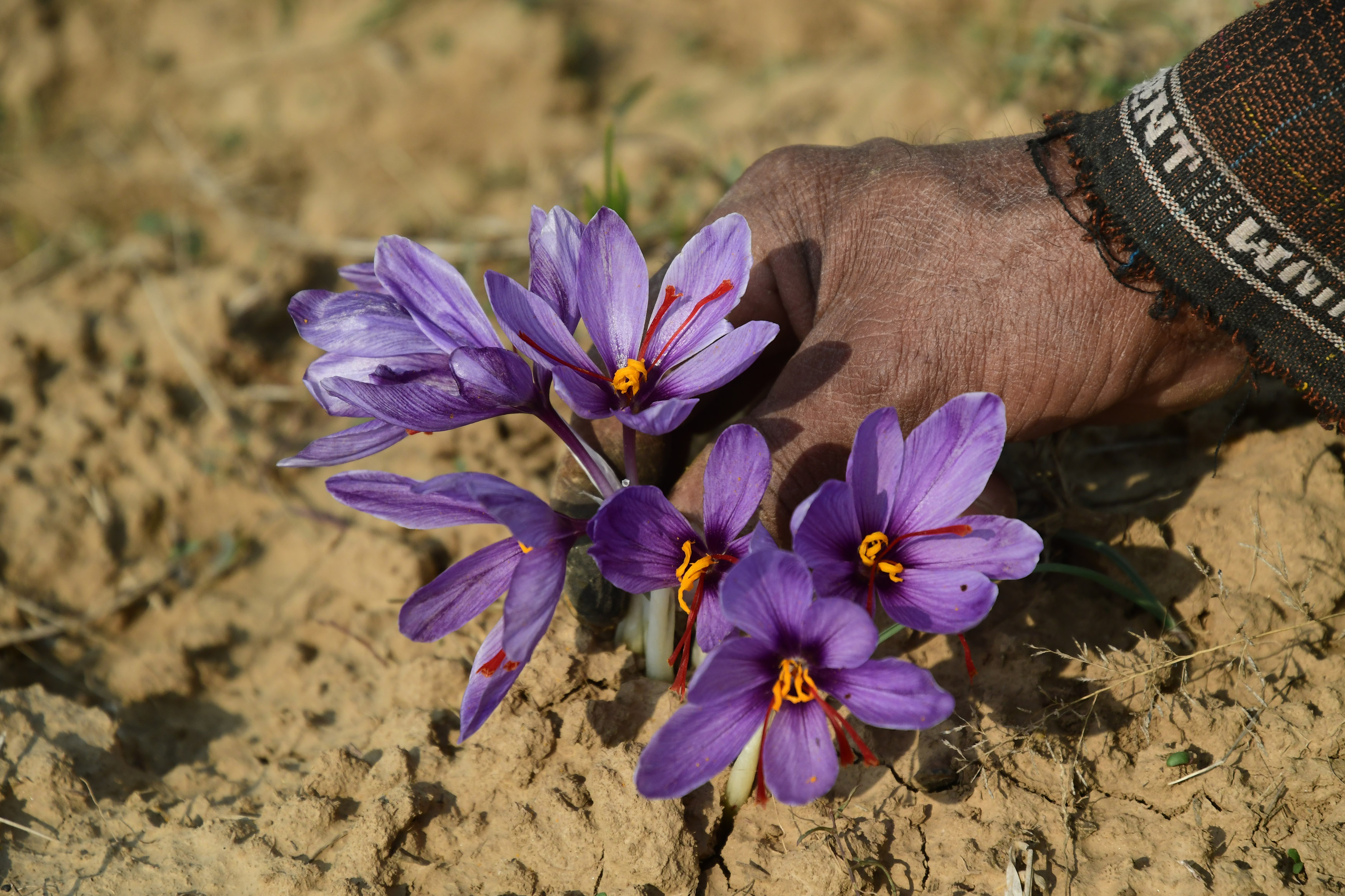 Saffron