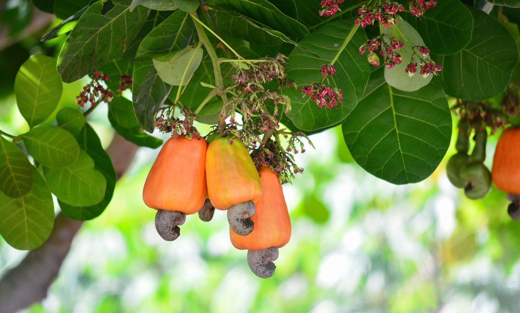 Cashew