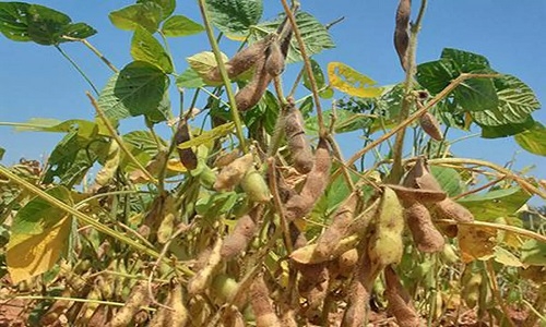 Soybean