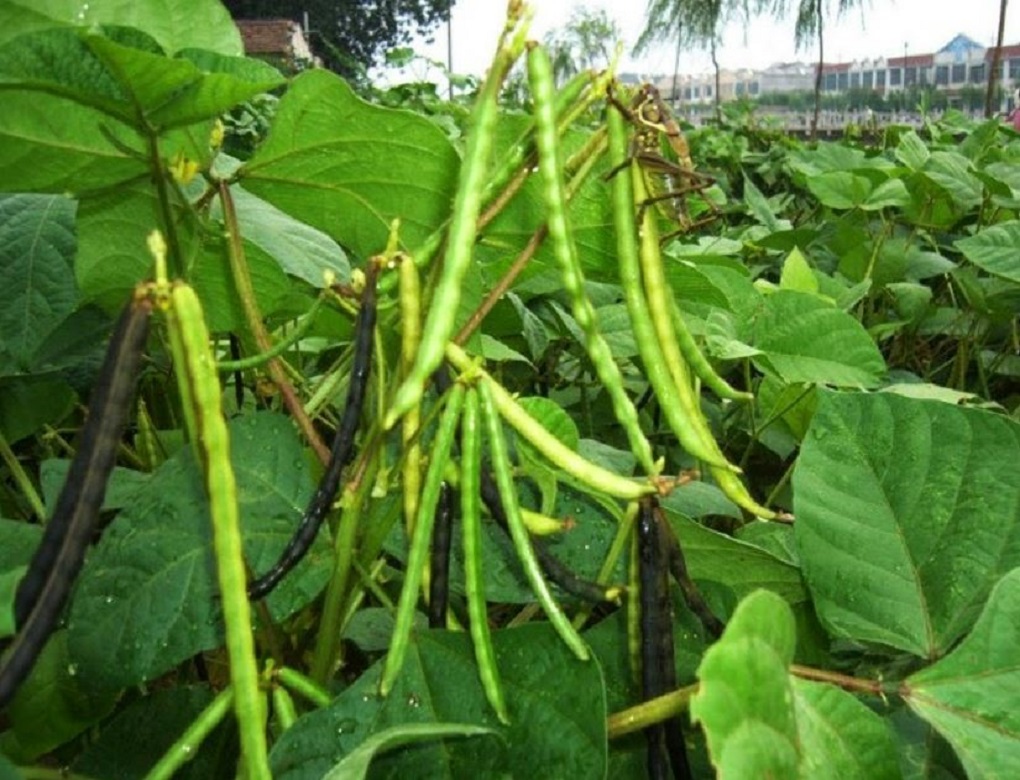 Urad