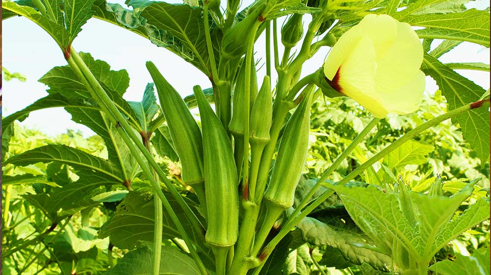 Okra