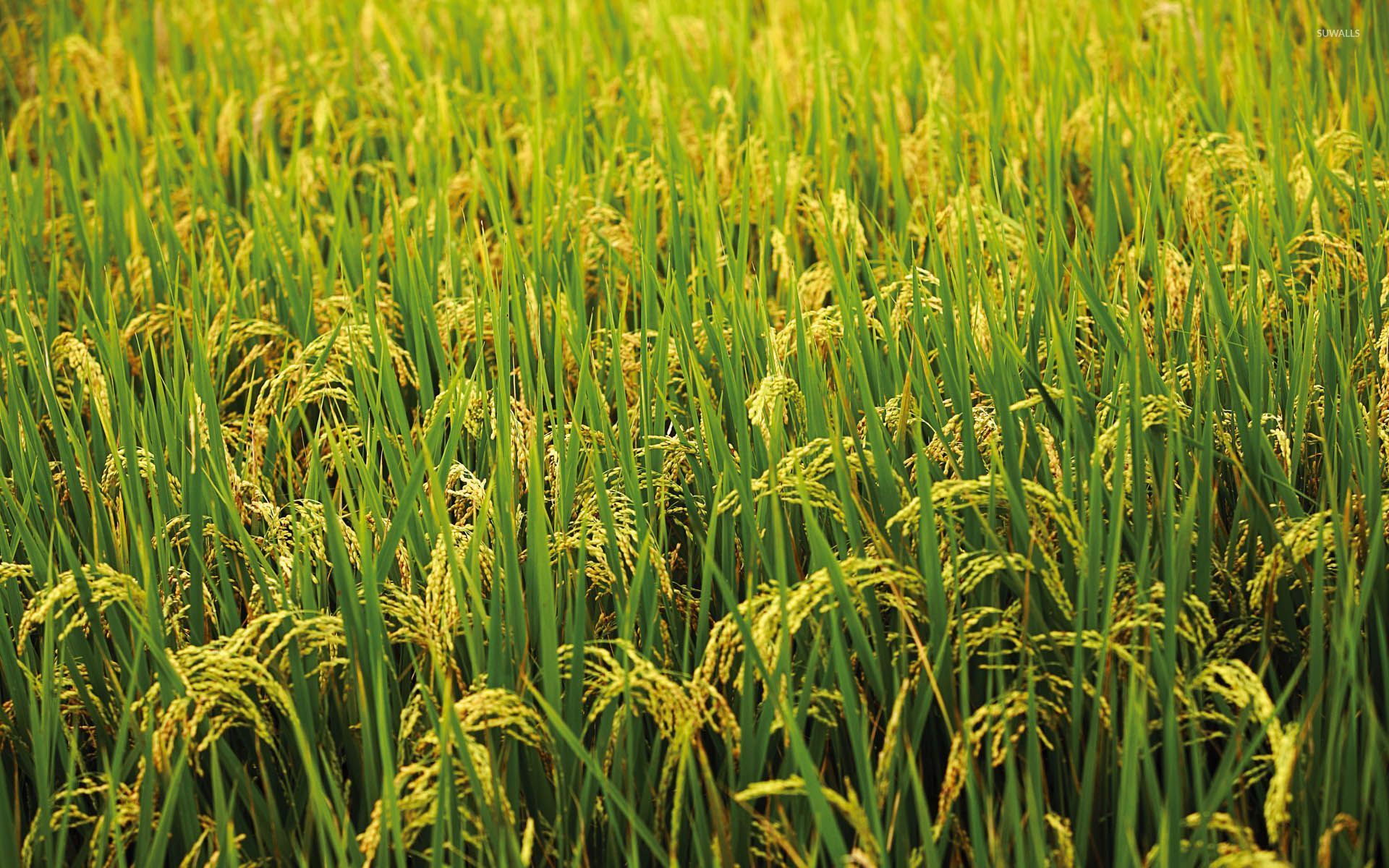Rice