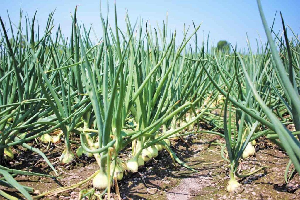 Onion